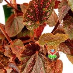 Begonya 'Pembe Puantiyeli' 12 cm Saksıda Nadir Tür Begonia 'Polka Dot Pink'