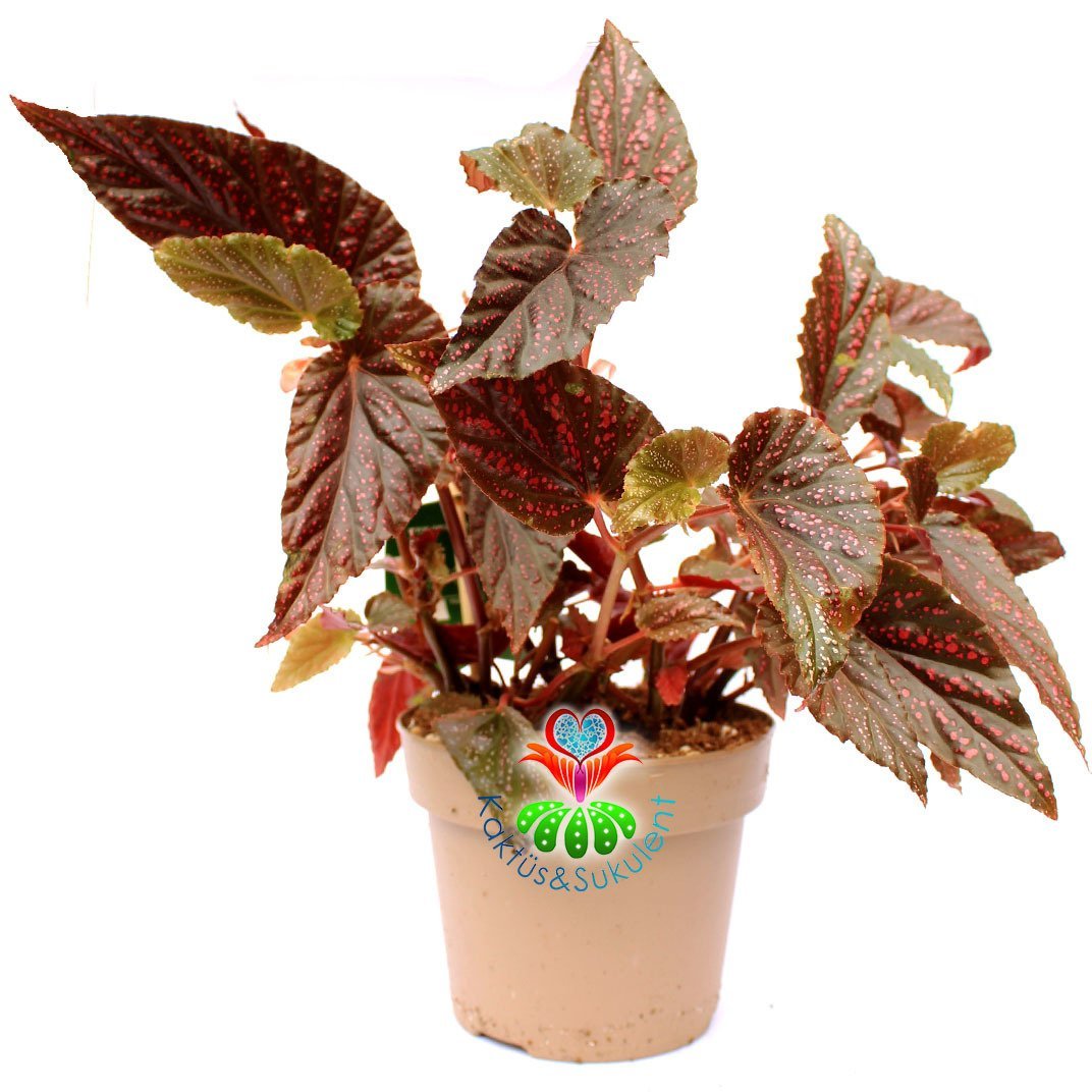 Begonya 'Pembe Puantiyeli' 12 cm Saksıda Nadir Tür Begonia 'Polka Dot Pink'