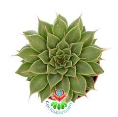 Graptoveria 'Silver Star'-Beyaz Renk Çiçek Açar-5,5cm Saksıda