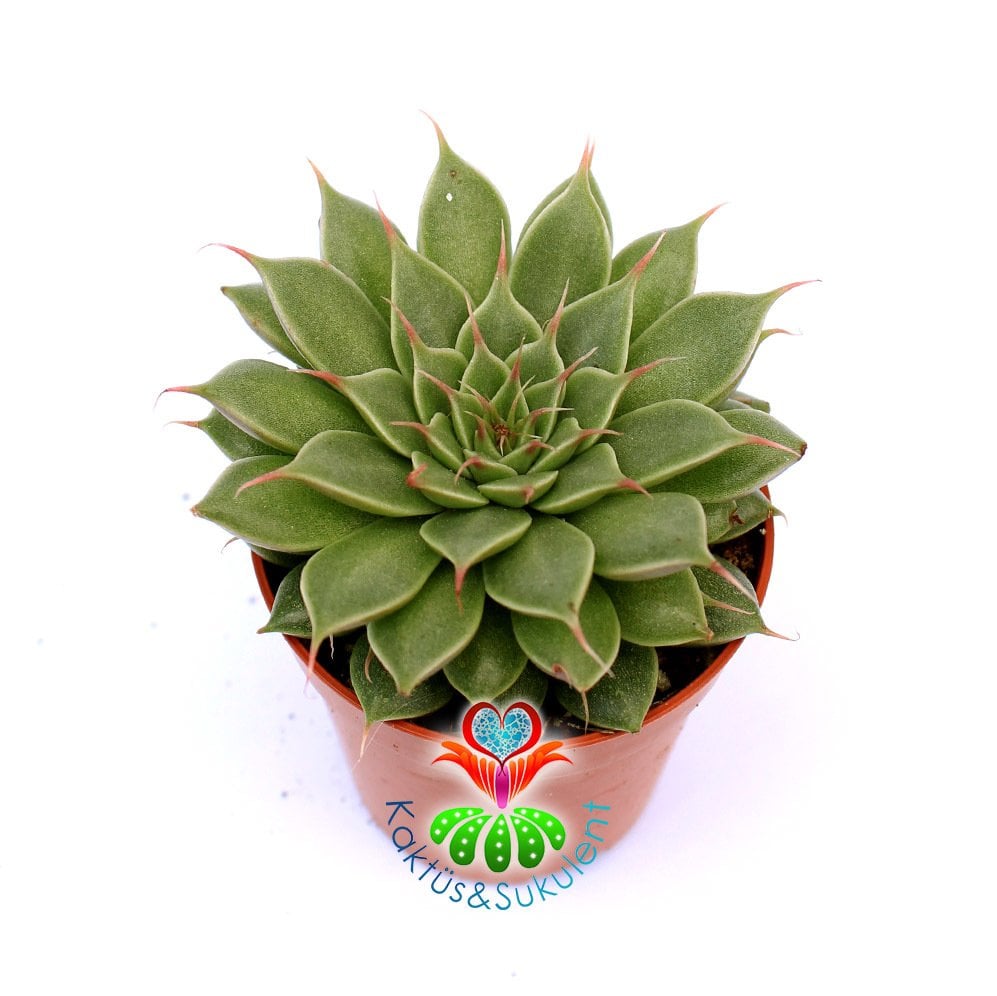 Graptoveria 'Silver Star'-Beyaz Renk Çiçek Açar-5,5cm Saksıda