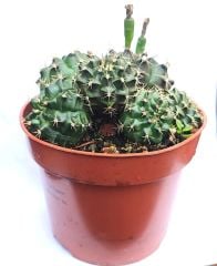 5 Tür Bir Arada ! Gymnocalycium Mihonavichi Mix 8,5 cm Saksılı