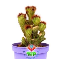 Cereus Peruvianus Monstruosa Yellow Spines 15 cm Saksıda Sarı Diken Kaya Kaktüs