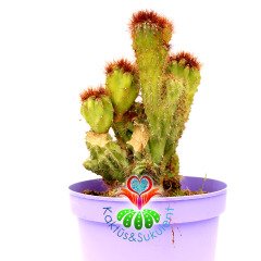 Cereus Peruvianus Monstruosa Yellow Spines 15 cm Saksıda Sarı Diken Kaya Kaktüs