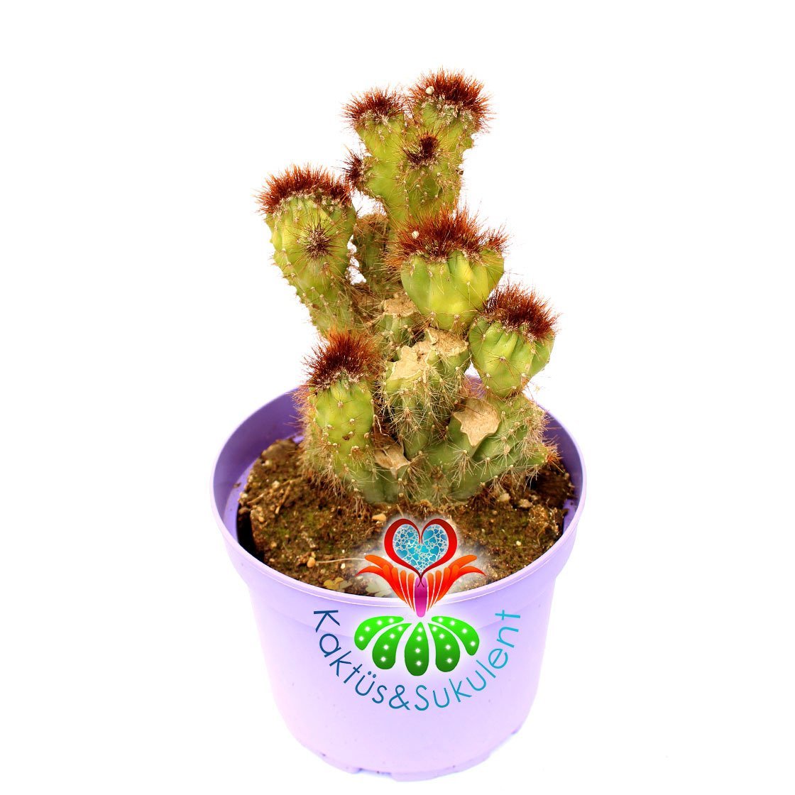Cereus Peruvianus Monstruosa Yellow Spines 15 cm Saksıda Sarı Diken Kaya Kaktüs