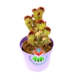 Cereus Peruvianus Monstruosa Yellow Spines 15 cm Saksıda Sarı Diken Kaya Kaktüs