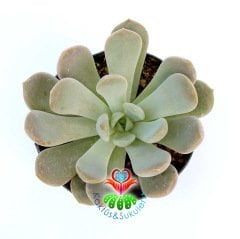 Pachyveria 'Scheideckeri'-Beyaz Pudralı Yapraklı-8,5 cm Saksıda