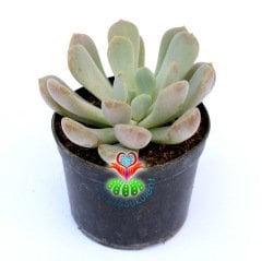 Pachyveria 'Scheideckeri'-Beyaz Pudralı Yapraklı-8,5 cm Saksıda