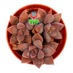 Sedum Bronze Delight - Pembe Renk Tonlarında 5,5 cm Saksıda 2'li 3 'lü Formlarda