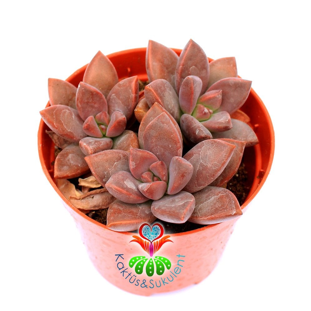 Sedum Bronze Delight - Pembe Renk Tonlarında 5,5 cm Saksıda 2'li 3 'lü Formlarda