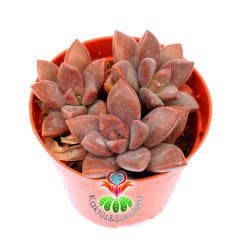 Sedum Bronze Delight - Pembe Renk Tonlarında 5,5 cm Saksıda 2'li 3 'lü Formlarda