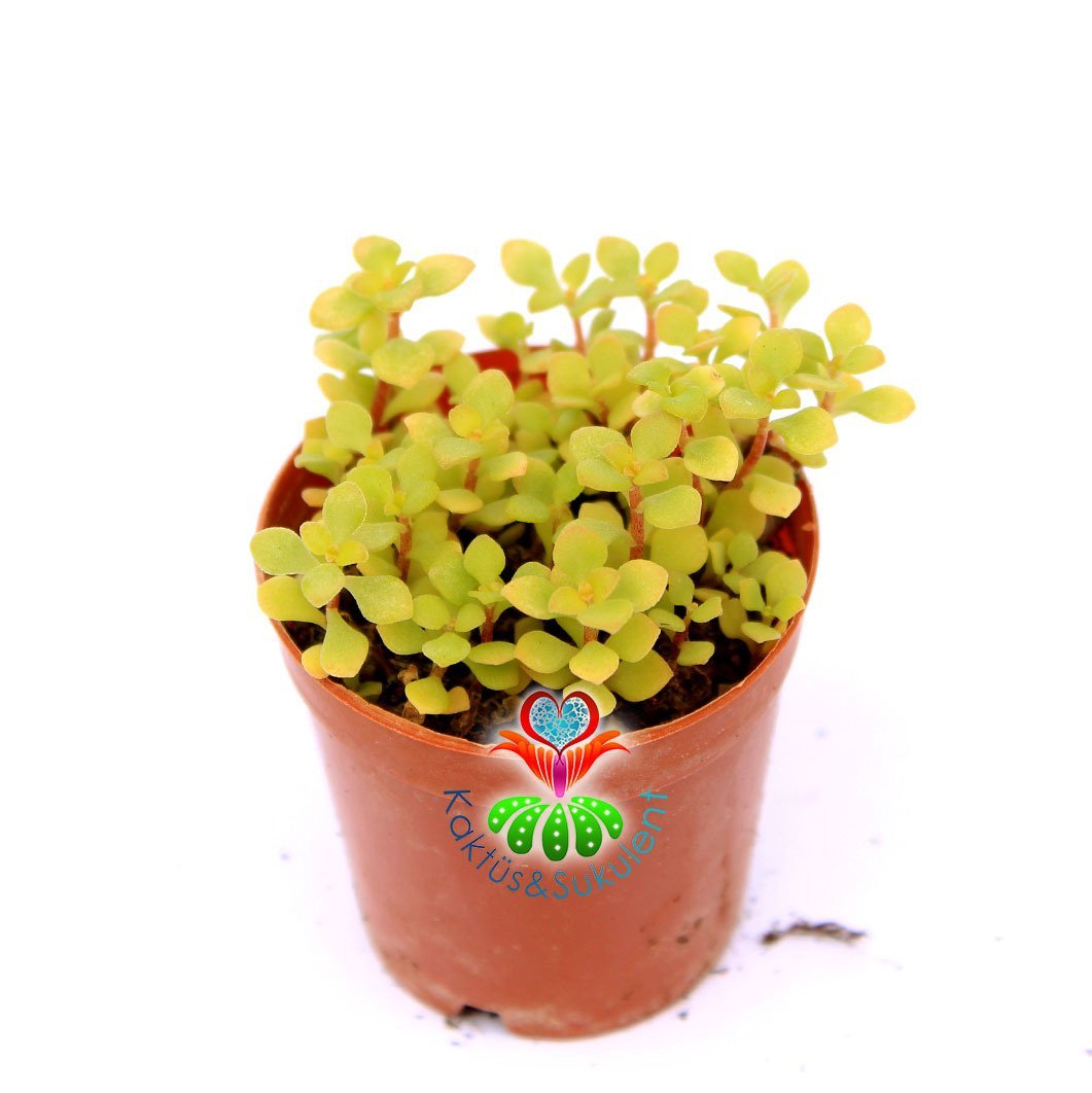 Sedum Sp. Mini Yapraklı 5.5 cm Saksıda Sukulent