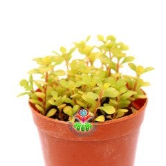 Sedum Sp. Mini Yapraklı 5.5 cm Saksıda Sukulent