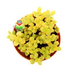 Sedum Sp. Mini Yapraklı 5.5 cm Saksıda Sukulent