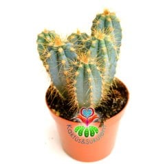 Mavi Kaktüs,Pilosocereus azureus - Bir Saksıda En Az 3 Adet--5,5 cm saksıda Kaktüs