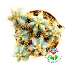 Mavi Kaktüs,Pilosocereus azureus - Bir Saksıda En Az 3 Adet--5,5 cm saksıda Kaktüs