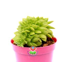 Echeveria Green Gollum Cristata -Mükemmel Formlu ve Renkli- 8,5 cm Saksıda Kıvrımlı Sukulent