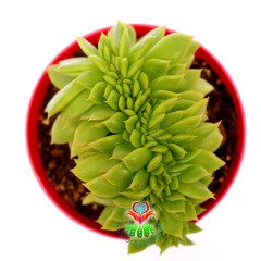 Echeveria Green Gollum Cristata -Mükemmel Formlu ve Renkli- 8,5 cm Saksıda Kıvrımlı Sukulent