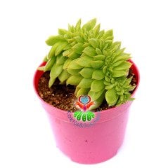 Echeveria Green Gollum Cristata -Mükemmel Formlu ve Renkli- 8,5 cm Saksıda Kıvrımlı Sukulent