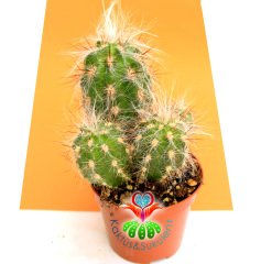 Kaktüs,Oreocereus Celsianus- Bir Saksıda 2-3 Adet-Tüylü Ve Dikenli -5,5 cm saksıda