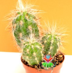 Kaktüs,Oreocereus Celsianus- Bir Saksıda 2-3 Adet-Tüylü Ve Dikenli -5,5 cm saksıda