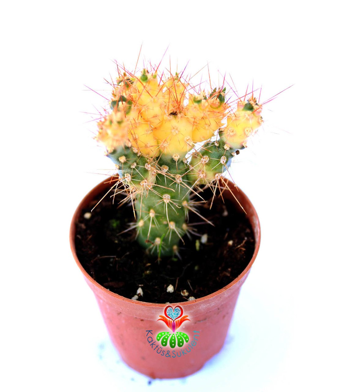 Opuntia Tunicata Doğal Sarı Renk Nadir Tür 5,5 cm Saksıda