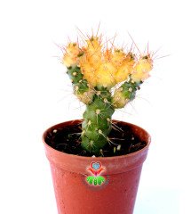 Opuntia Tunicata Doğal Sarı Renk Nadir Tür 5,5 cm Saksıda