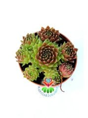 Sukulent, Sempervivum Calcareum 'Limelight'- Yeşil Bordo Renk 5,5 cm Saksı