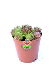 Sukulent, Sempervivum Calcareum 'Limelight'- Yeşil Bordo Renk 5,5 cm Saksı