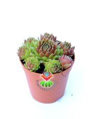 Sukulent, Sempervivum Calcareum 'Limelight'- Yeşil Bordo Renk 5,5 cm Saksı