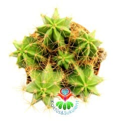 Kaktüs, Heliobravo Chende- Bir Saksıda En Az 4 Adet-Parlak Renkli-8,5 cm saksıda-Teraryum,Sukulent