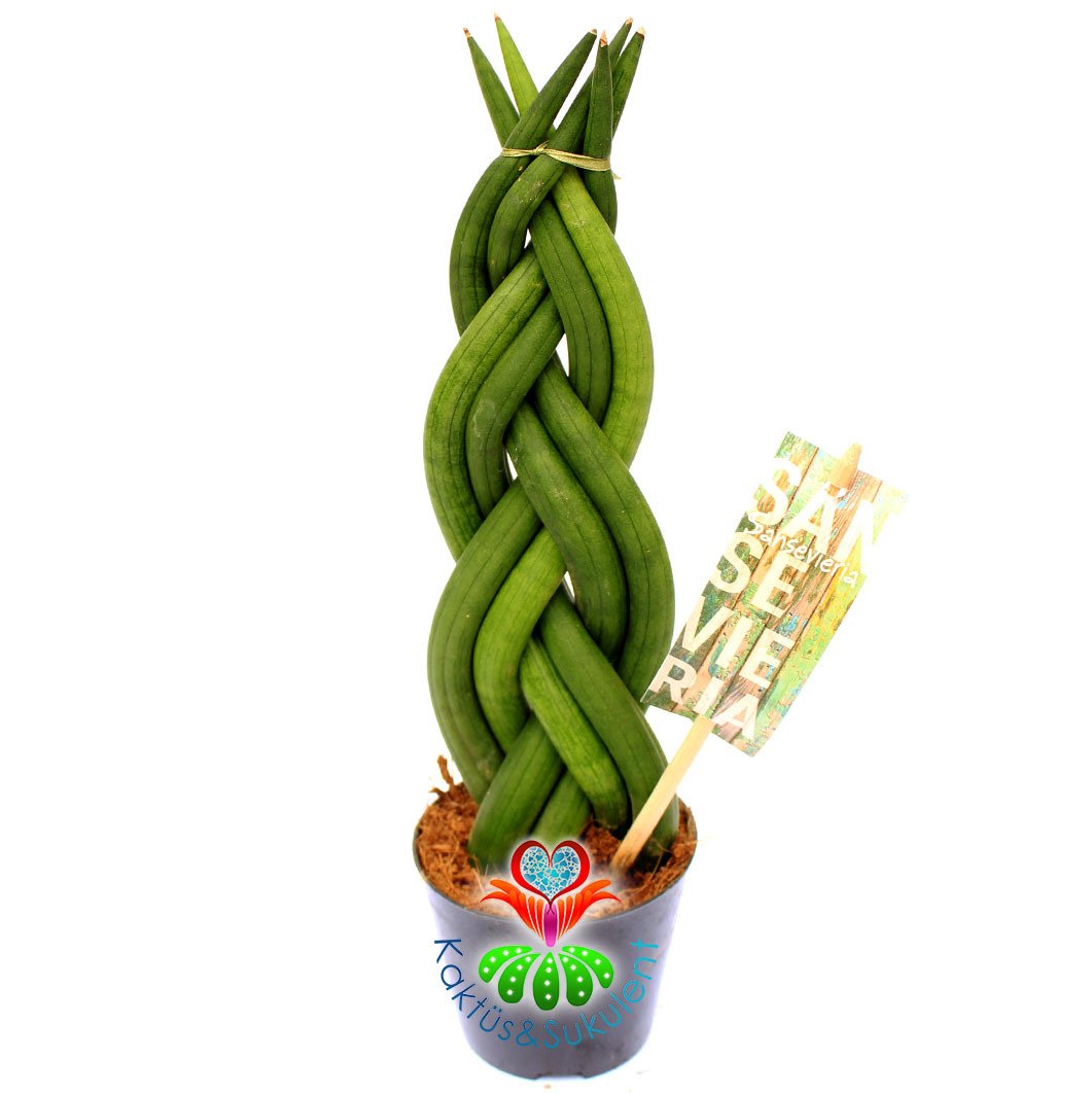 Sansevieria Cylindrica -Örgülü Paşa Kılıcı 8,5 cm saksıda -15 cm Uzunluk