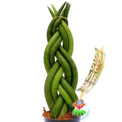 Sansevieria Cylindrica -Örgülü Paşa Kılıcı 8,5 cm saksıda -15 cm Uzunluk