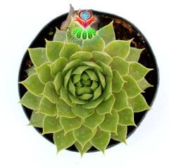 Sempervivum Wulfenii-Sert Yapraklı Dayanıklı Sukulent-5,5cm Saksıda