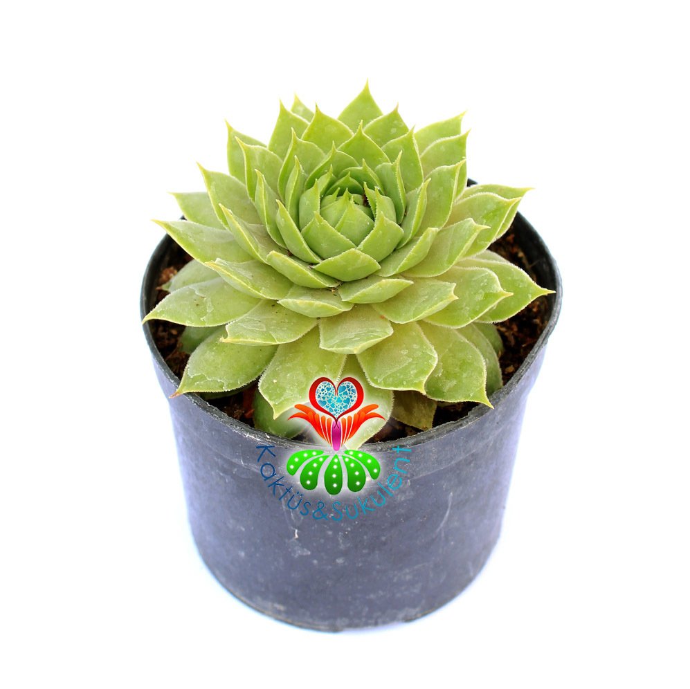 Sempervivum Wulfenii-Sert Yapraklı Dayanıklı Sukulent-5,5cm Saksıda