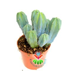 Mavi Kaktüs,Myrtillocactus geometrizans Bir Saksıda En Az 3 Adet-10,5 cm saksıda kaktüs