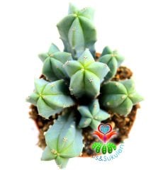 Mavi Kaktüs,Myrtillocactus geometrizans Bir Saksıda En Az 3 Adet-10,5 cm saksıda kaktüs