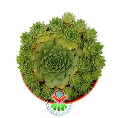 Sempervivum 'Windstille'-Yavrulu Dayanıklı Sukulent-8,5cm Saksıda