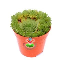 Sempervivum 'Windstille'-Yavrulu Dayanıklı Sukulent-8,5cm Saksıda