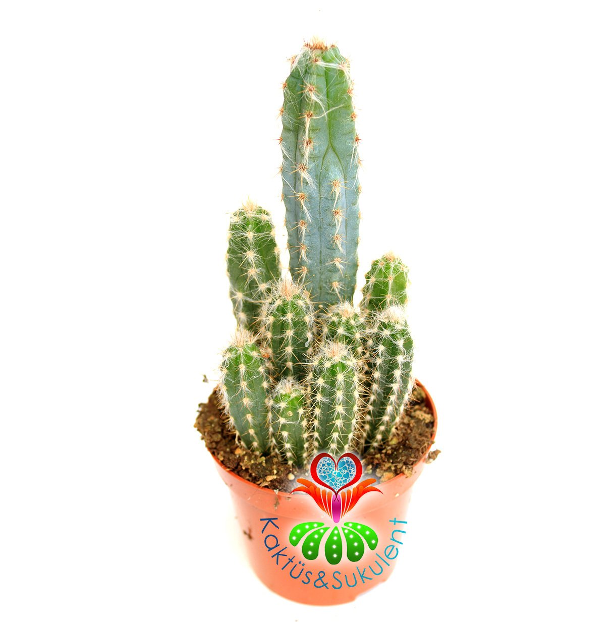 Kaktüs,Pilosocereus Glaucescens -Tüylü Bir Saksıda En Az 3 Adet-8,5 cm saksıda-Teraryum,Sukulent