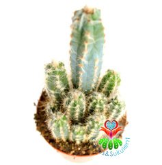 Kaktüs,Pilosocereus Glaucescens -Tüylü Bir Saksıda En Az 3 Adet-8,5 cm saksıda-Teraryum,Sukulent