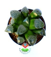 Haworthia Bayeri- Ay Gölgesi -Neredeyse Saydam Yapraklı Nadir Tür-10,5 cm Saksıda