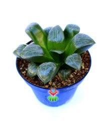 Haworthia Bayeri- Ay Gölgesi -Neredeyse Saydam Yapraklı Nadir Tür-10,5 cm Saksıda