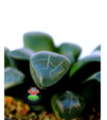 Haworthia Bayeri- Ay Gölgesi -Neredeyse Saydam Yapraklı Nadir Tür-10,5 cm Saksıda