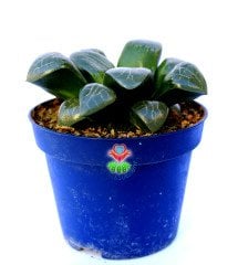 Haworthia Bayeri- Ay Gölgesi -Neredeyse Saydam Yapraklı Nadir Tür-10,5 cm Saksıda