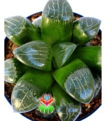 Haworthia Bayeri- Ay Gölgesi -Neredeyse Saydam Yapraklı Nadir Tür-10,5 cm Saksıda