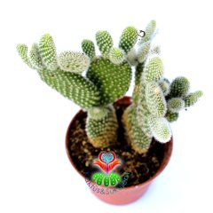 Opuntia Microdasys Albata-Beyaz Nokta Dikenli Tavşan Kaktüs-8,5cm Saksıda