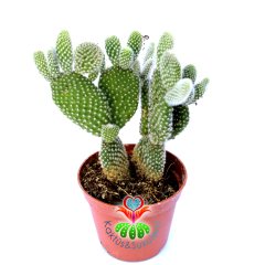 Opuntia Microdasys Albata-Beyaz Nokta Dikenli Tavşan Kaktüs-8,5cm Saksıda