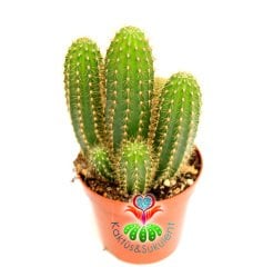 Kaktüs,Weberbauerocereus winterianus Bir Saksıda En Az 4 Adet-8,5 cm saksıda-Teraryum,Sukulent