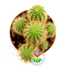 Kaktüs,Weberbauerocereus winterianus Bir Saksıda En Az 4 Adet-8,5 cm saksıda-Teraryum,Sukulent