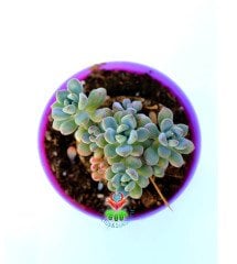 Graptopetalum Pachyphyllum Bluebean Mavi Fasulye 5,5 cm Saksılı Nadir Tür